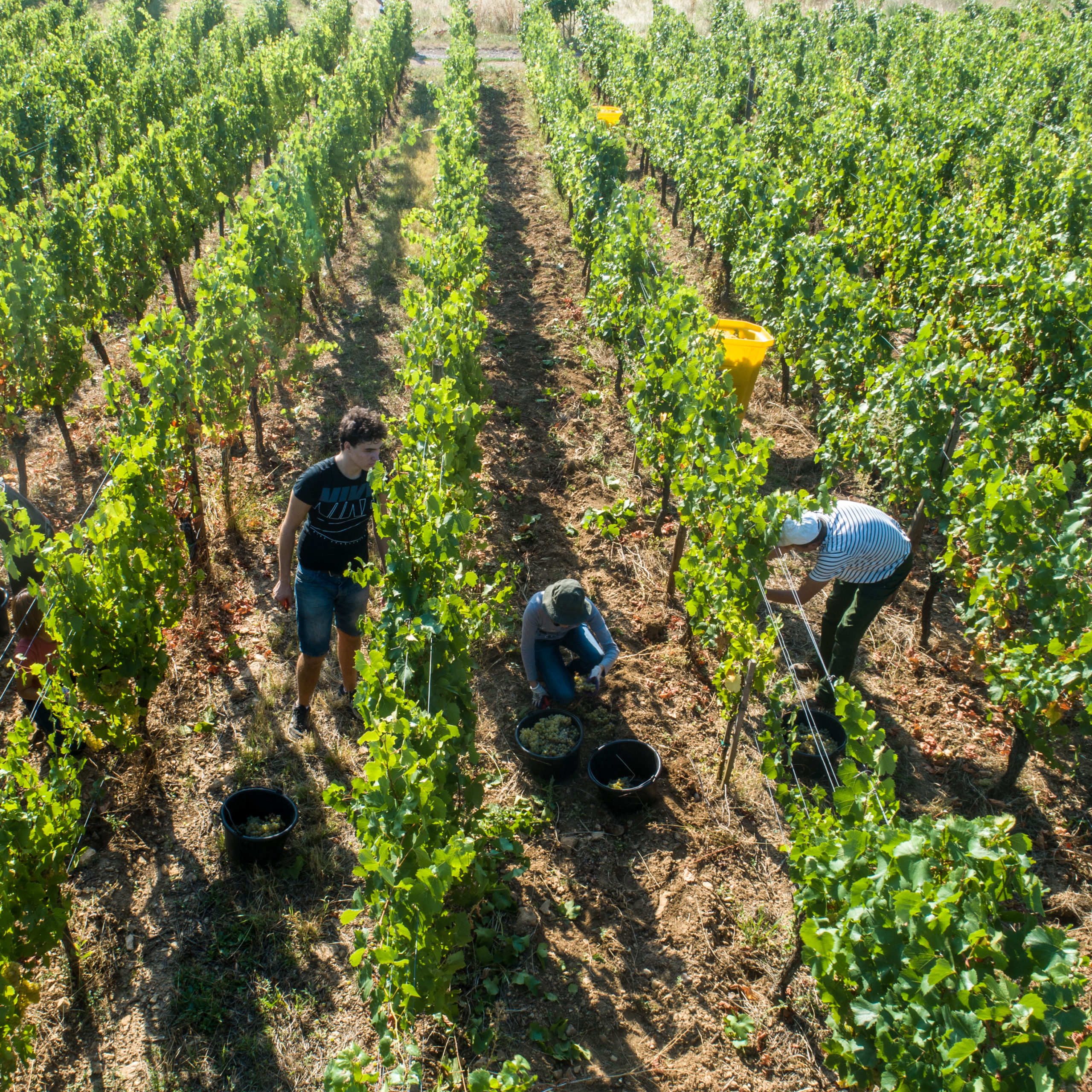 Drone vendanges Alsace