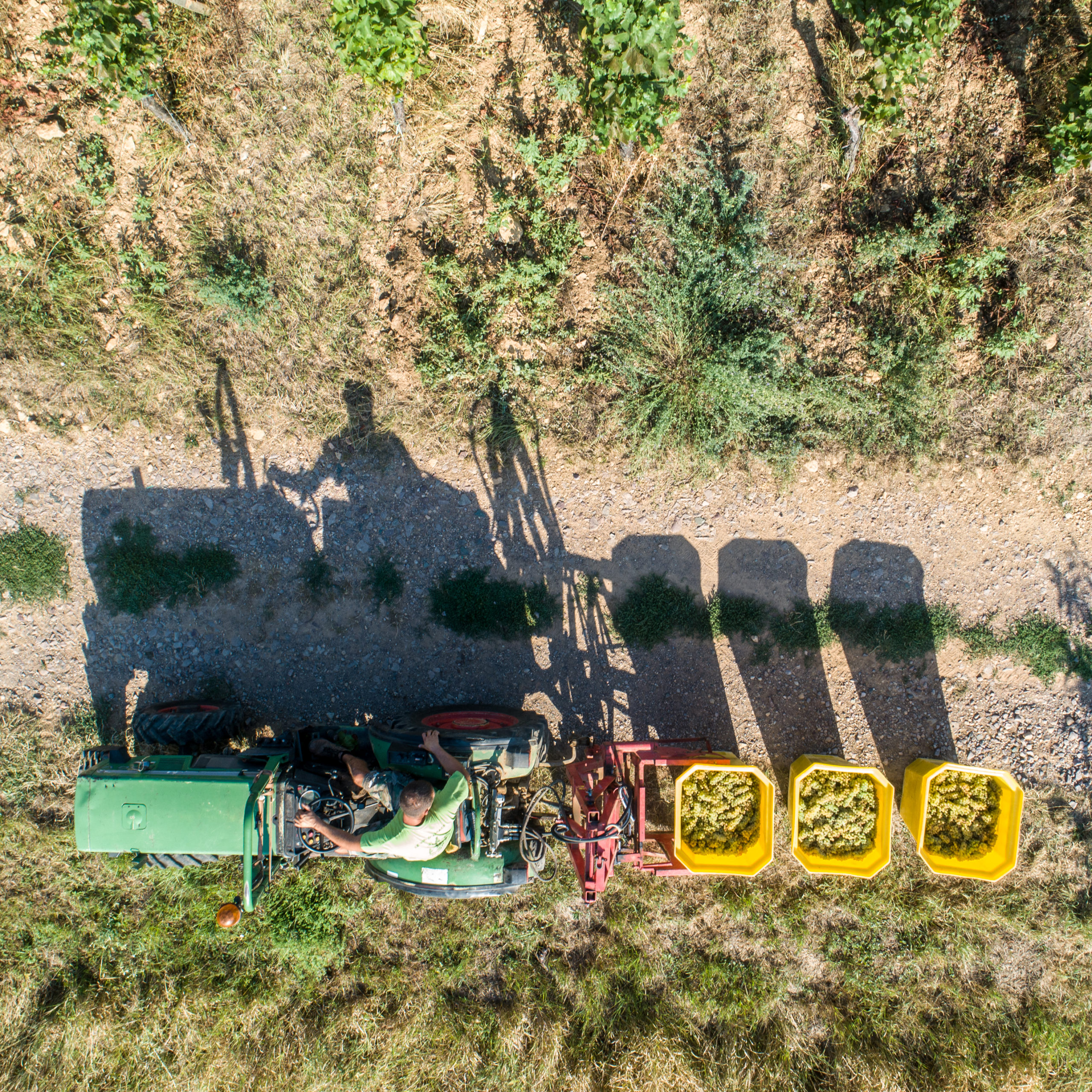 Vue zenithale vendanges Alsace